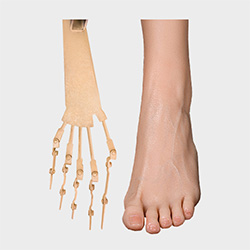 Dedos de los pies