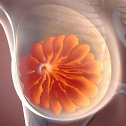 Mammary Gland Design (FREE)